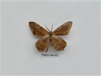 藏品(中國蛾類)的圖片